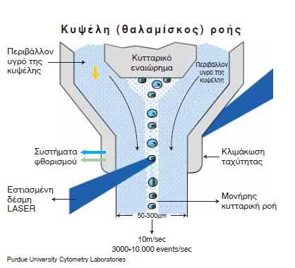 Οπτικό σύστημα Καθώς τα κύτταρα διέρχονται σε μονήρη διάταξη από την κυψελίδα ροής προσπίπτει σε αυτά κάθετα μια δέσμη φωτός Η οπτική αρχή της μέτρησης βασίζεται στο φαινόμενο της σκέδασης του φωτός