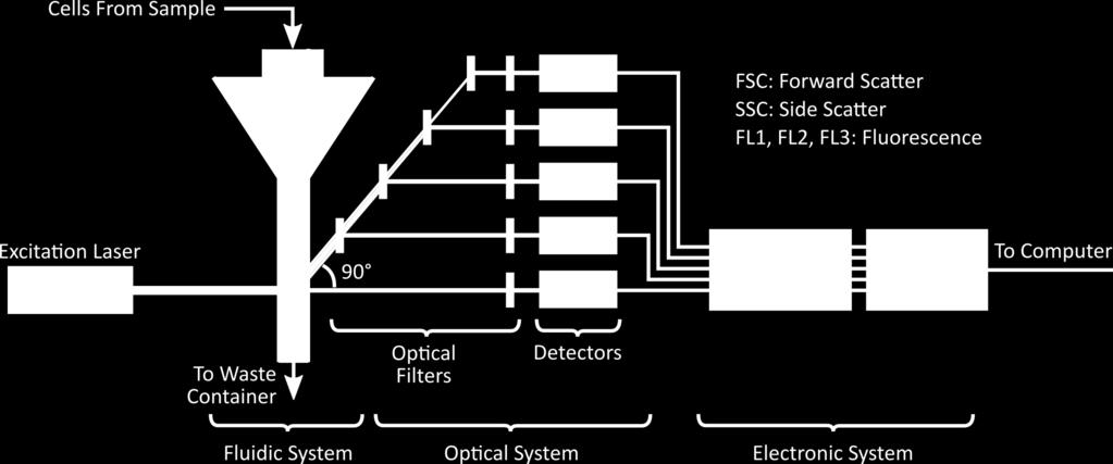 άλλο μπροστά στην ακτίνα LASER Πηγή φωτός (ακτίνα LASER Argon-ion) Ανιχνευτές του