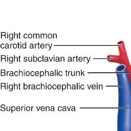 The pericardial reflections