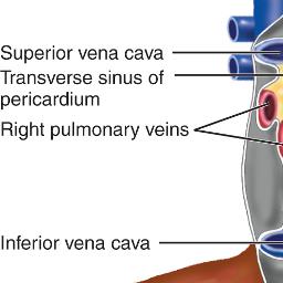 great vessels shown after