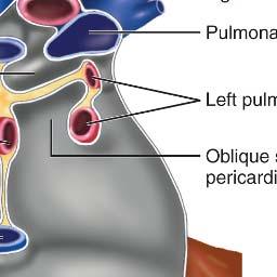 pericardial space.