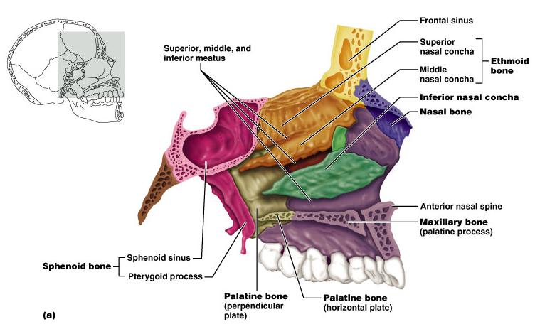 Nasal