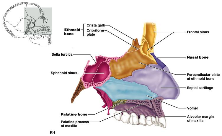 Nasal