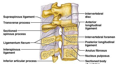Ligaments