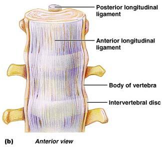 Ligaments