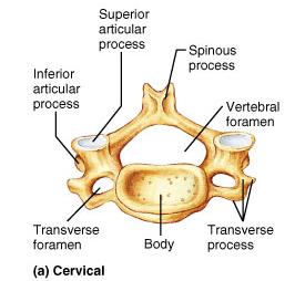 Cervical