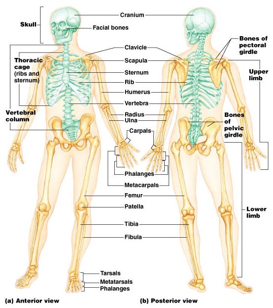 The Axial Skeleton Formed from 80 named bones