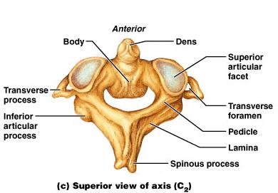 The Axis Has a body and spinous process Dens (odontoid process) projects superiorly Formed from fusion of the body of the atlas with the