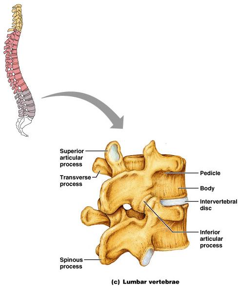 Lumbar Vertebrae (L 1 L 5 ) Bodies are thick and robust Transverse