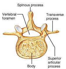point posteriorly Vertebral foramina are triangular Superior and inferior