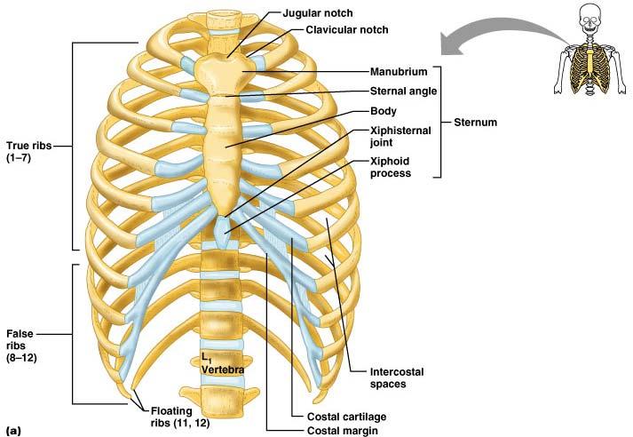 The Bony