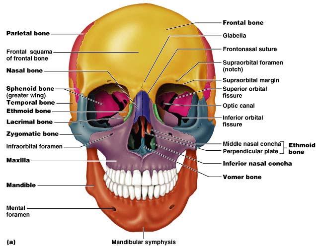 The Skull Formed by cranial and facial bones The cranium serves to: Enclose brain Provide attachment sites for some head and neck muscles Facial bones serve to: Form framework