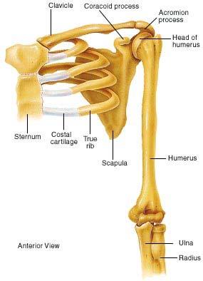 The Pectoral Girdle Consists of the clavicle and the scapula Pectoral girdles do not quite encircle the body completely The medial ends of the