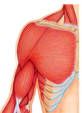 The Pectoral Girdle Provides attachment for Superficial musculature many