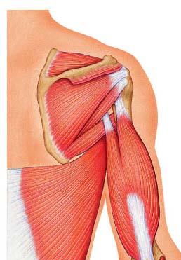 mobile Only clavicle articulates with the axial skeleton Socket of the