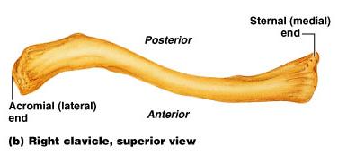 Structurally: Clavicles Extend horizontally across the superior thorax