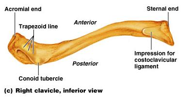 scapula Functionally: Provide attachment for muscles Hold the scapulae and