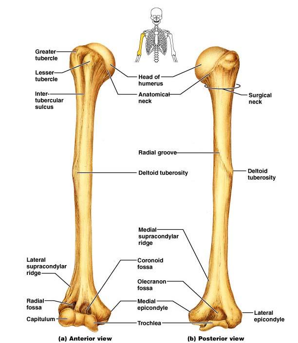 Structures of the