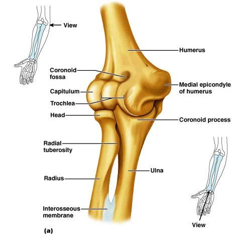 Details of Arm and