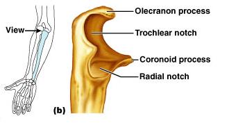 Ulna Main bone responsible for forming the elbow joint with the humerus Hinge joint allows forearm to