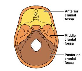 Overview of Skull Geography Facial bones form