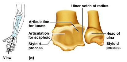 Radius Superior surface of the head of the radius articulates with the capitulum Medially the head of the radius articulates with the radial