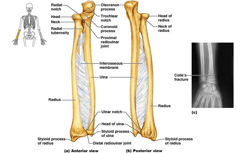 Radius and