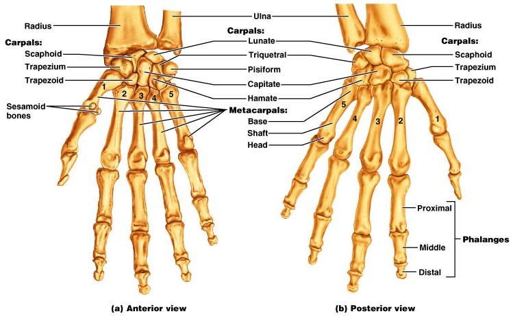 Bones of