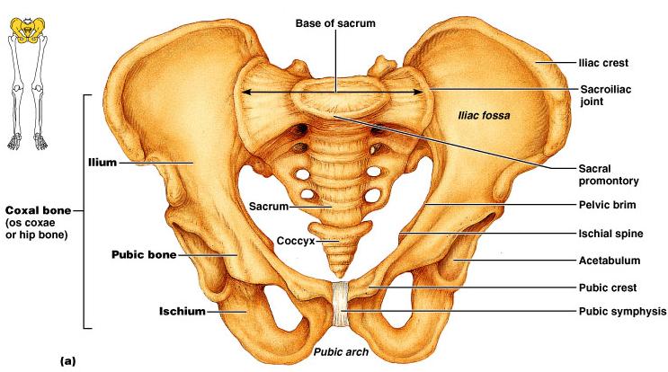 Bony Pelvis A deep, basin-like structure
