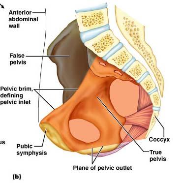 True and False Pelves Bony pelvis is divided into two regions False (greater) pelvis bounded by alae