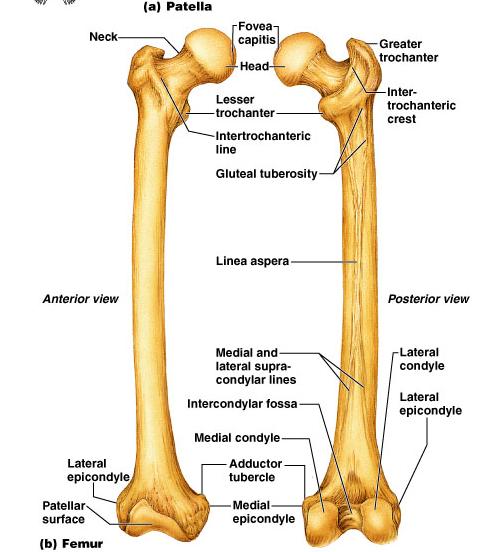 Thigh The region of the lower limb between the hip and the knee Femur the single bone of the