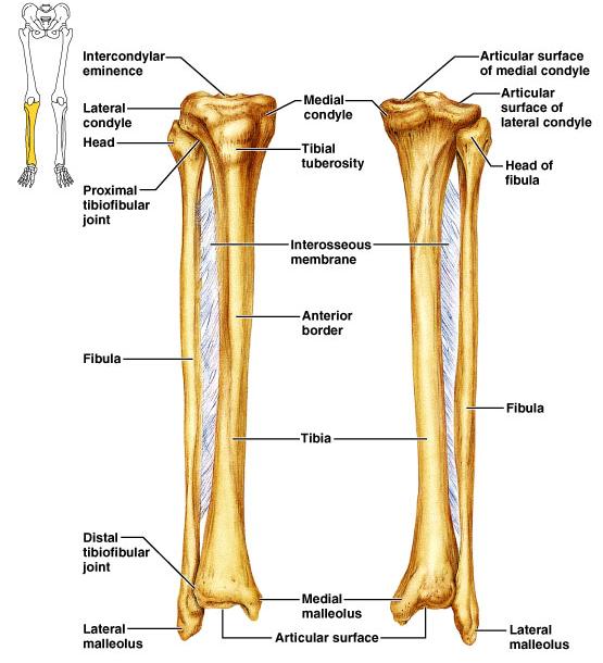Leg Refers to the region of the lower limb between the knee and the ankle Composed of the tibia and fibula Tibia more massive medial bone of the leg