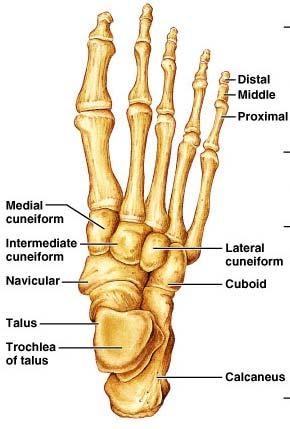 Tarsus Makes up the posterior half of the foot Contains seven bones called tarsals Talus, Calcaneous, Navicular, Cuboid, First, Second