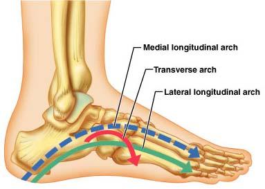 Arches of the Foot Foot has three important arches Medial and lateral longitudinal arch