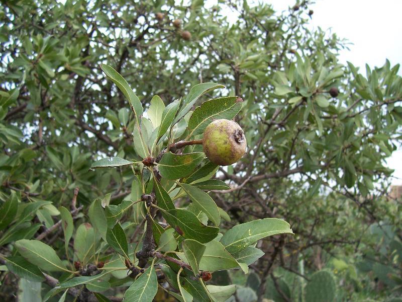 Υποοικογενεια Pomoideae Καρπός ράγα- μήλο Rosales