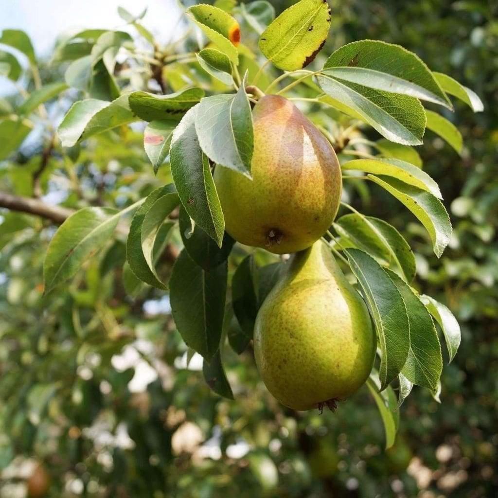Υποοικογενεια Pomoideae Καρπός ράγα- μήλο