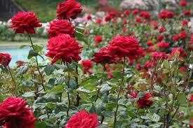 Υποοικογενεια Rosoideae Γένος Rosa Rosales Rosaceae Rosa