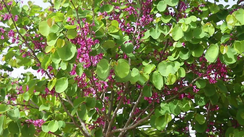 Γένος Cercis Fabales Fabaceae Cercis