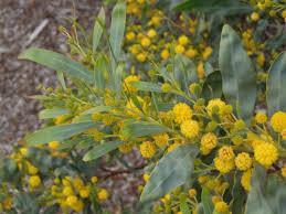 Υποοικογένεια Mimosoideae Γένος Acacia Fabales Fabaceae Acacia Acacia arabica, Acacia