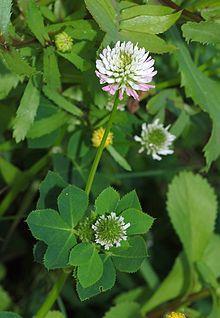 Υποοικογένεια Faboideae Γένος Trifolium