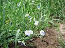 Υποοικογένεια Faboideae Γένος Lathyrus Fabales Fabaceae Lathyrus Lathyrus sativus