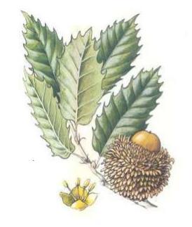 Γένος Quercus (Δρυς) Fagales