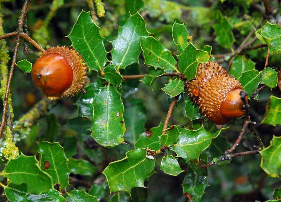 Γένος Quercus (Δρυς) Fagales