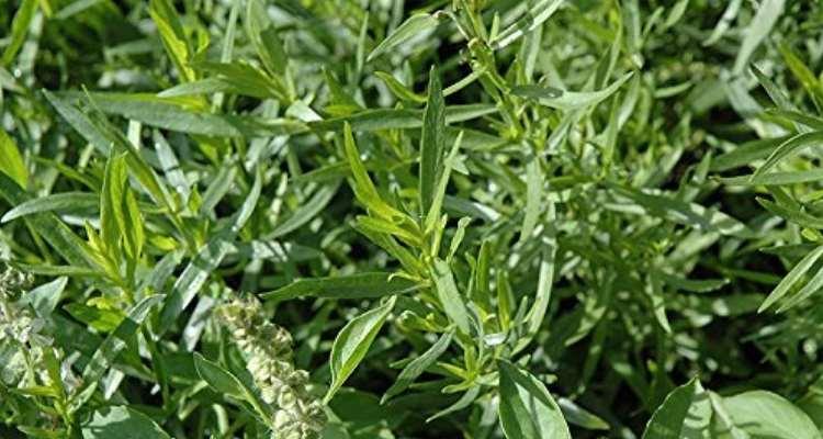 Γένος Artemisia Apiales Apiaceae