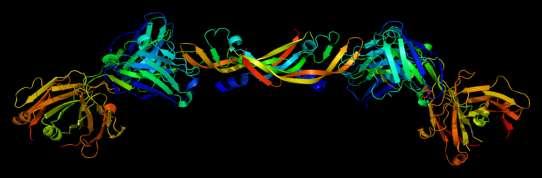 VEGF A Γλυκοπρωτεΐνη 40 kda Αγγειογένεση Νεοαγγειογένεση (Χοριοειδική νεοαγγείωση, Νεοαγγεία ΔΑ) Αύξηση της αγγειακής