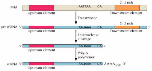 Ωρίμανση των 3 -άκρων των mrnas Ανοδικές περιοχές Μεταγραφή καθοδικές περιοχές Ανοδικές περιοχές