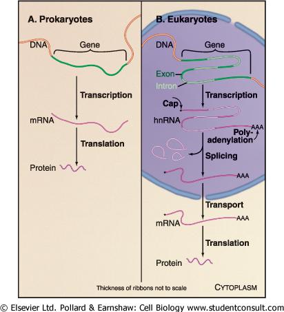 Πριν μεταφρασθούν, τα ευκαρυωτικά RNAs τροποποιούνται πολλαπλώς Προκαρυώτες Γονίδιο Eυκαρυώτες Γονίδιο