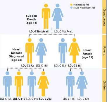 CASCADE SCREENING Cardiologist/ Lipidologist Cardiologist Pediatrician Adapted from