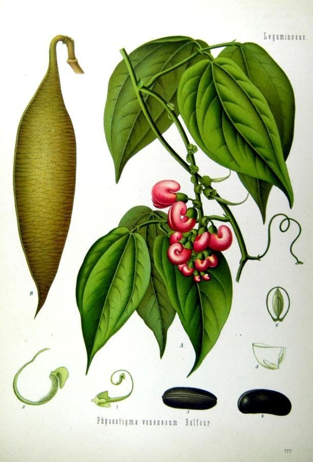 Fabaceae,