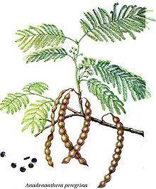 Mimosaceae (Νόηζα Αιενζηή)